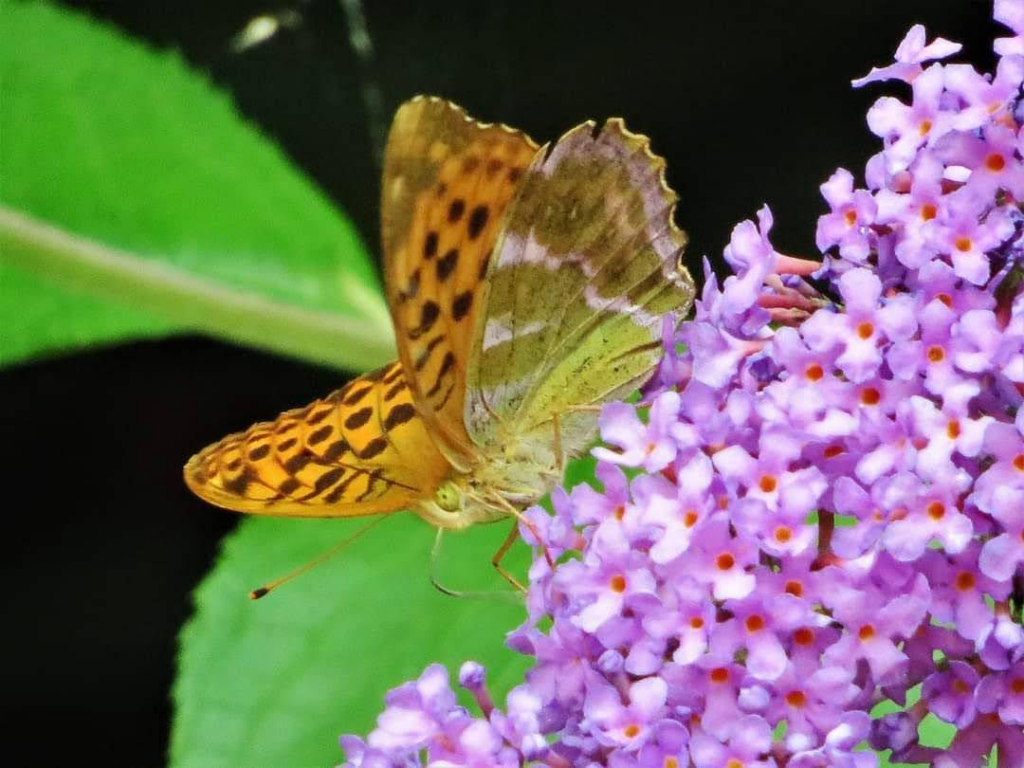 Golden Fritillary Butterfly In Exeter's Capability Brown Gardens