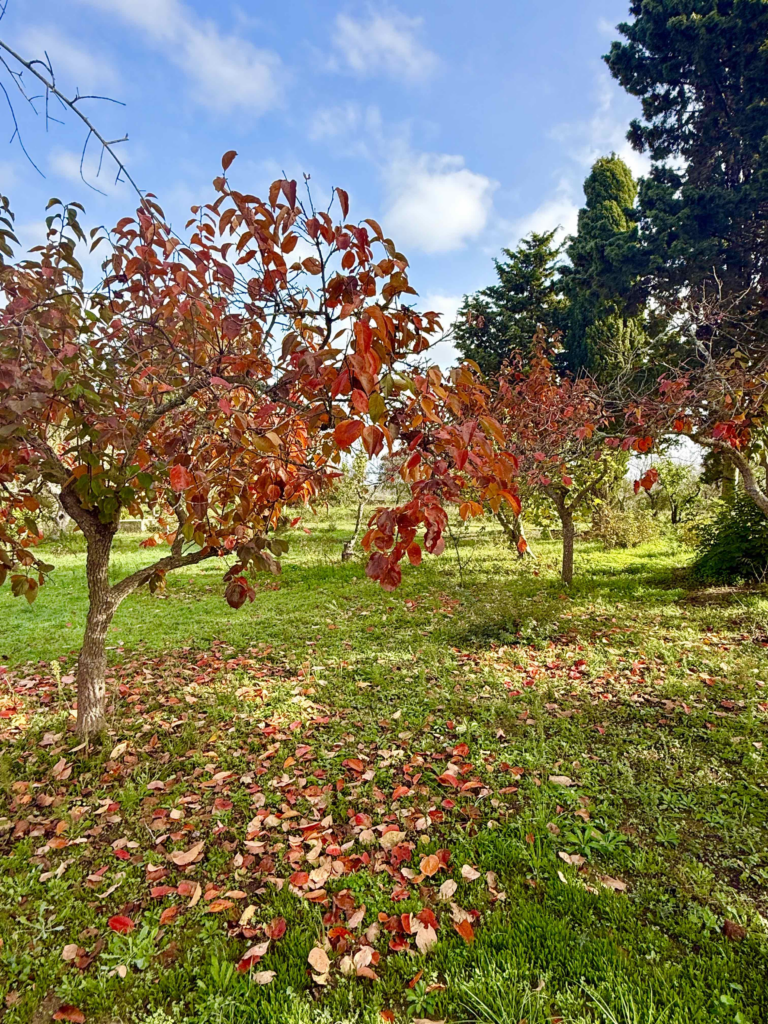 Autumn Orchard with Red Foliage